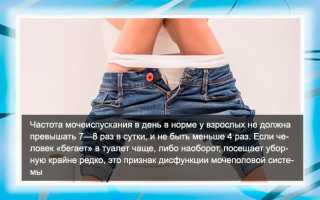 Сколько раз должен мочиться взрослый человек: норма, объем мочи за одно мочеиспускание