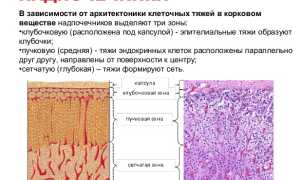 Расположение и функции надпочечников