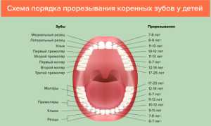 Коренные зубы у детей: сроки и порядок прорезывания, симптомы, чем помочь