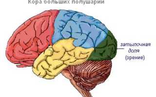 Строение, функции и основные заболевания склеры