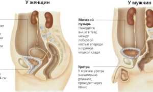 Строение, расположение и функции мочевого пузыря