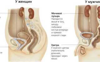 Строение, расположение и функции мочевого пузыря
