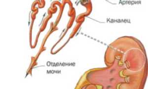 Изменения в моче при гломерулонефрите – показатели общего и дополнительных анализов