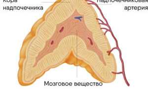 Как развивается дисфункция коры надпочечников, симптомы и способы лечения заболевания