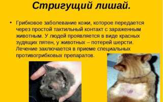 Как передается лишай к человеку — основные причины