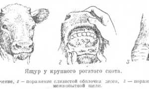Ящур: этиология, эпидемиология, признаки и проявления, лечение, профилактика
