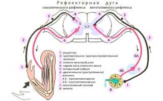 Строение рефлекторной дуги и функции её звеньев. Рефлекторная дуга и нервные центры.