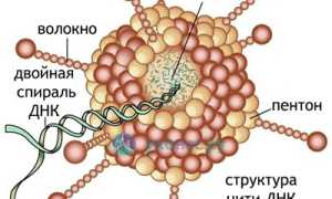 Аденовирусная инфекция у детей и взрослых: признаки, лечение