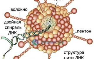 Аденовирусная инфекция у детей и взрослых: признаки, лечение