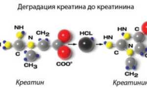 Что такое клиренс креатинина и как его расчитать
