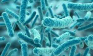 Клебсиелла (Klebsiella):  характеристика и патогенность, проявления, терапия