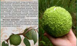 Рецепты лечения суставов адамовым яблоком (маклюрой)
