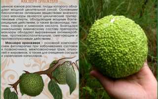 Рецепты лечения суставов адамовым яблоком (маклюрой)