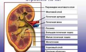 Нормальные размеры почек на УЗИ у взрослых и детей – расшифровка