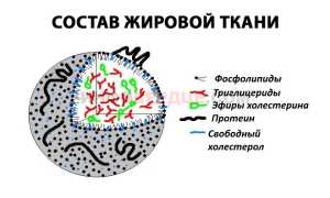 Из-за чего бывает хилез крови?