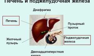 УЗИ поджелудочной железы и печени одновременно: подготовка, показания, проведение и результаты