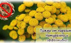 Как принимать пижму от паразитов (глистов)?