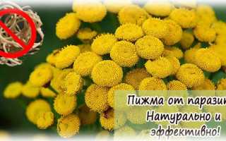 Как принимать пижму от паразитов (глистов)?