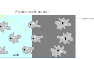 Как размножается амеба обыкновенная
