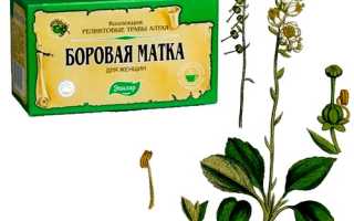 Боровая матка для зачатия — рекомендации по использованию
