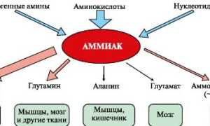 Повышенные и пониженные показатели мочевины в моче