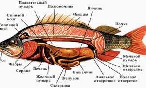 Внутренние органы горбуши + фото