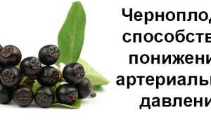 Черноплодка повышает или понижает давление?