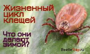 При какой температуре гибнут клещи