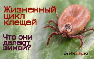 При какой температуре гибнут клещи
