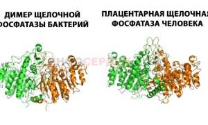 Что такое щелочная фосфатаза и что показывает ее уровень?