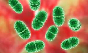 Streptococcus mitis