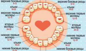 Последовательность прорезывания зубов у детей: схема и сроки