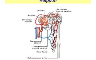 Структурно функциональная единица почки — нефрон
