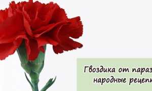 Как принимать гвоздику от паразитов (глистов)?