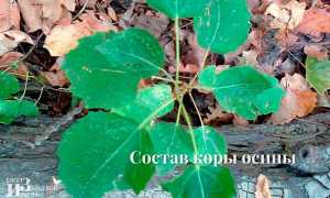 Кора осины для детей