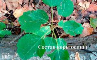 Кора осины для детей