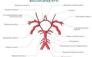 Как устроен Виллизиев круг?