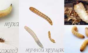 Какие червяки могут жить в квартире