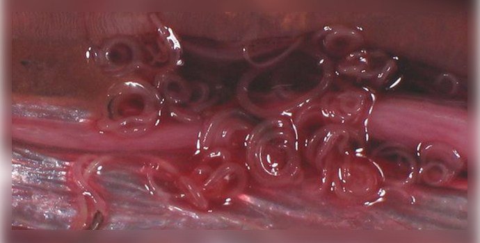 личинки Anisakidae