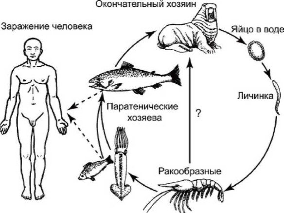 Жизненный цикл паразита
