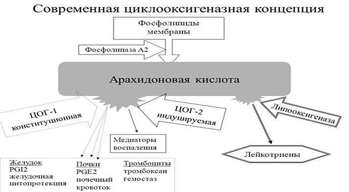 реакция арахидоновой кислоты