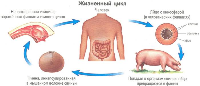 Жизненный цикл глистов