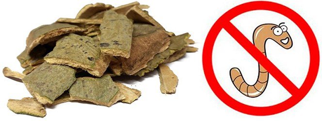 Кора осины эффективна против паразитов