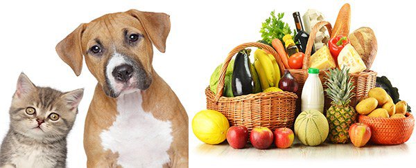 животные и продукты как причины аллергии на языке