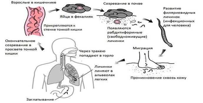 Стронгилоидоз жизненный цикл