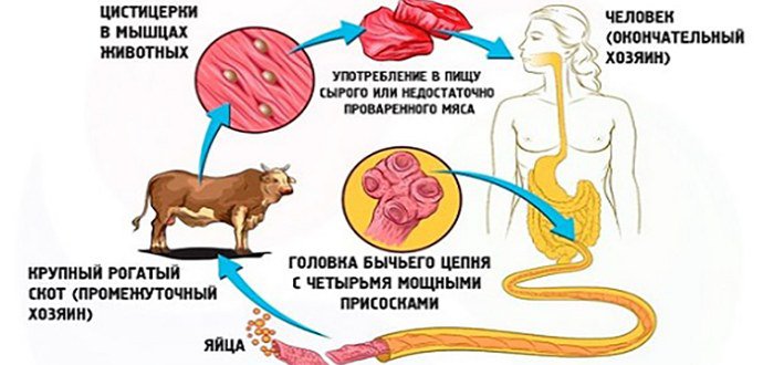 Жизненный цикл гельминта