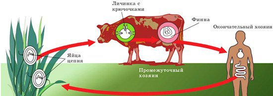 заражение бычьим цепнем