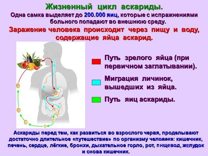 Жизненный цикл аскариды